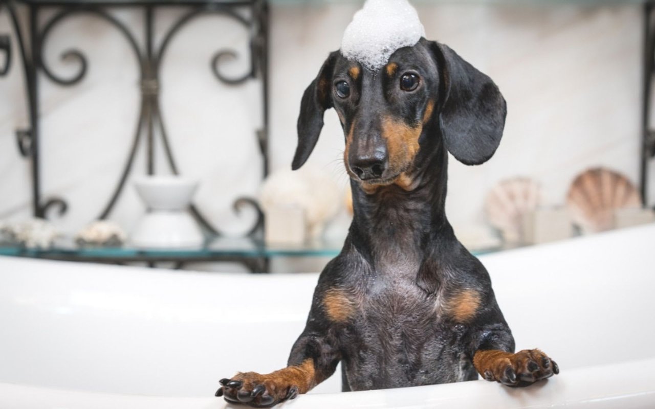 5 Steps to DIY Dog Grooming