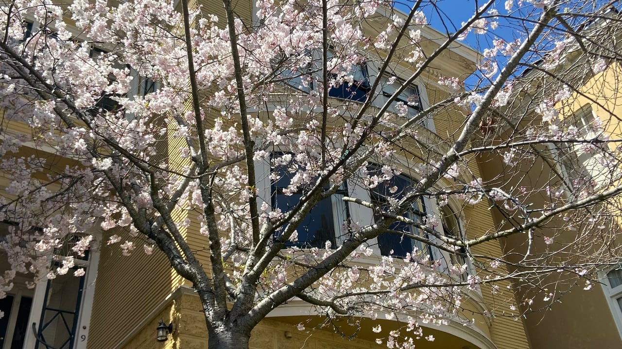 5 Fun Things to Do in San Francisco in March