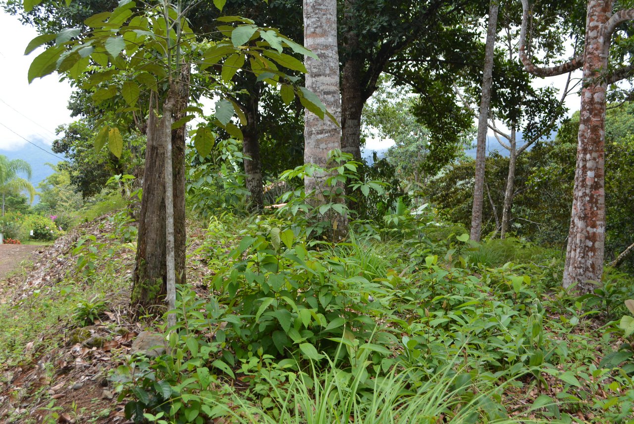 7.6 Acres Calle Camaron Platanillo