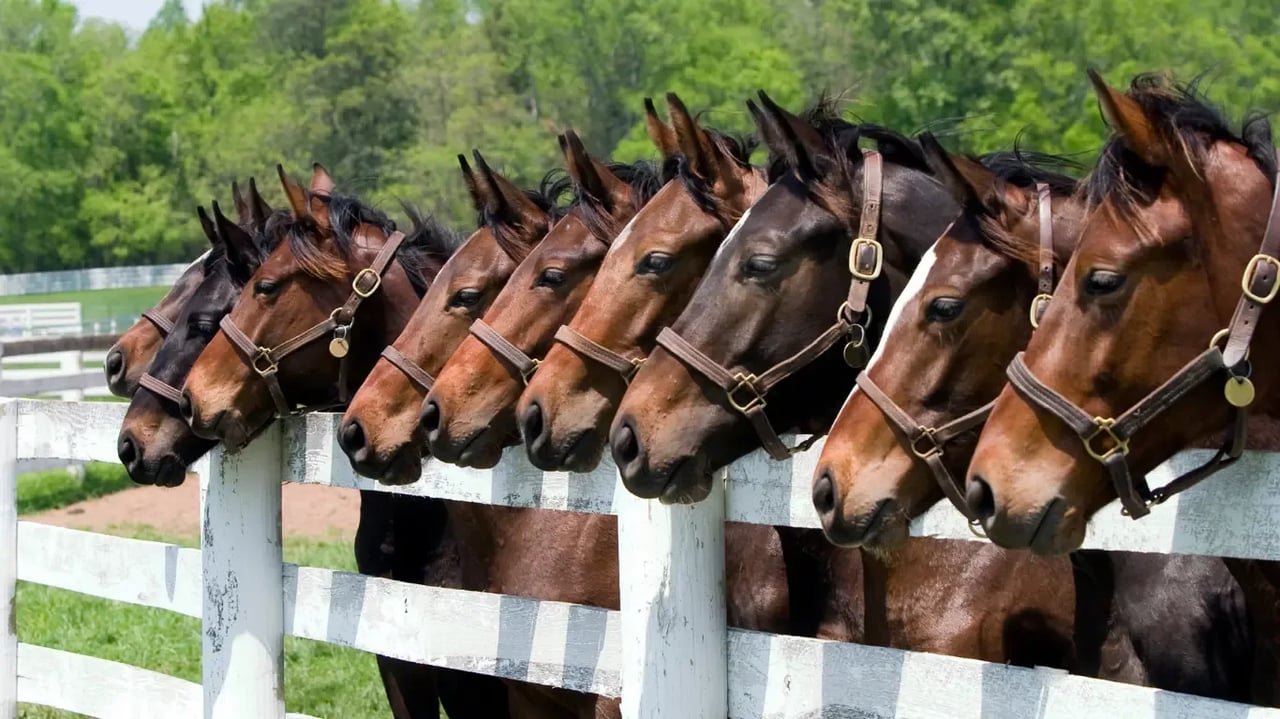 Exploring the Majestic World of Horses in Brevard County