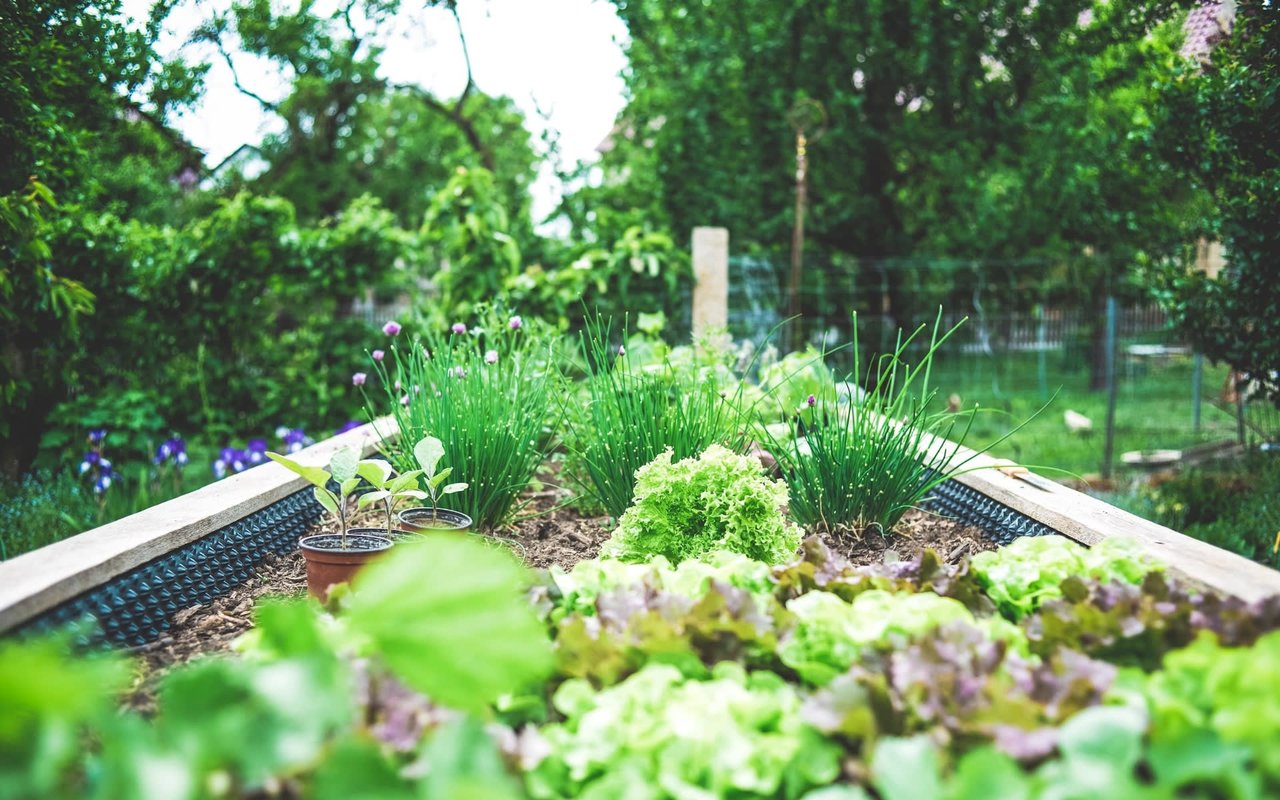 HOME-GROWN GARDEN IN THE SUMMERTIME!