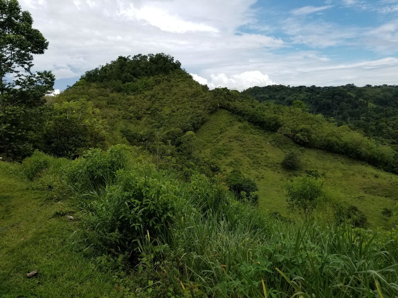 Sustainable Organic Farm, Osa, Puntarenas