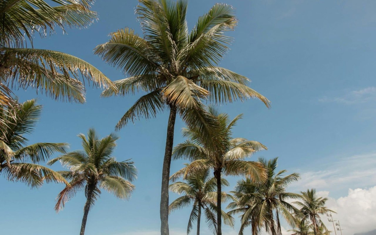 Palm Beach Island Palm Trees Blue Skies