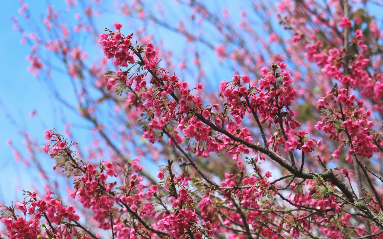 Kamuela / “Waimea”