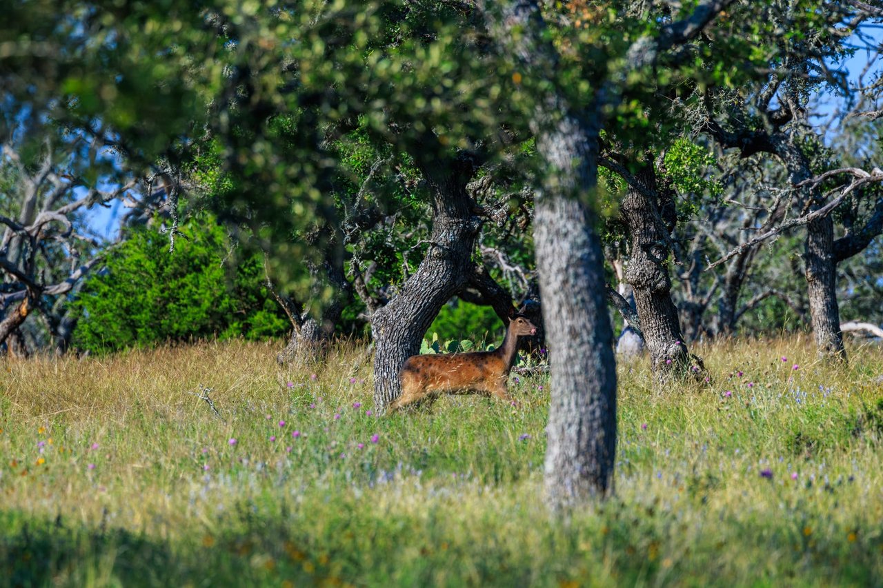 481 Living Water Ranch Rd