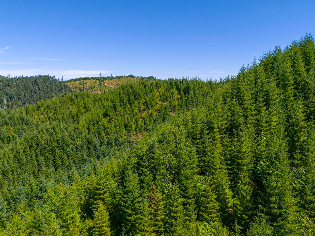 High Pass Tree Farm