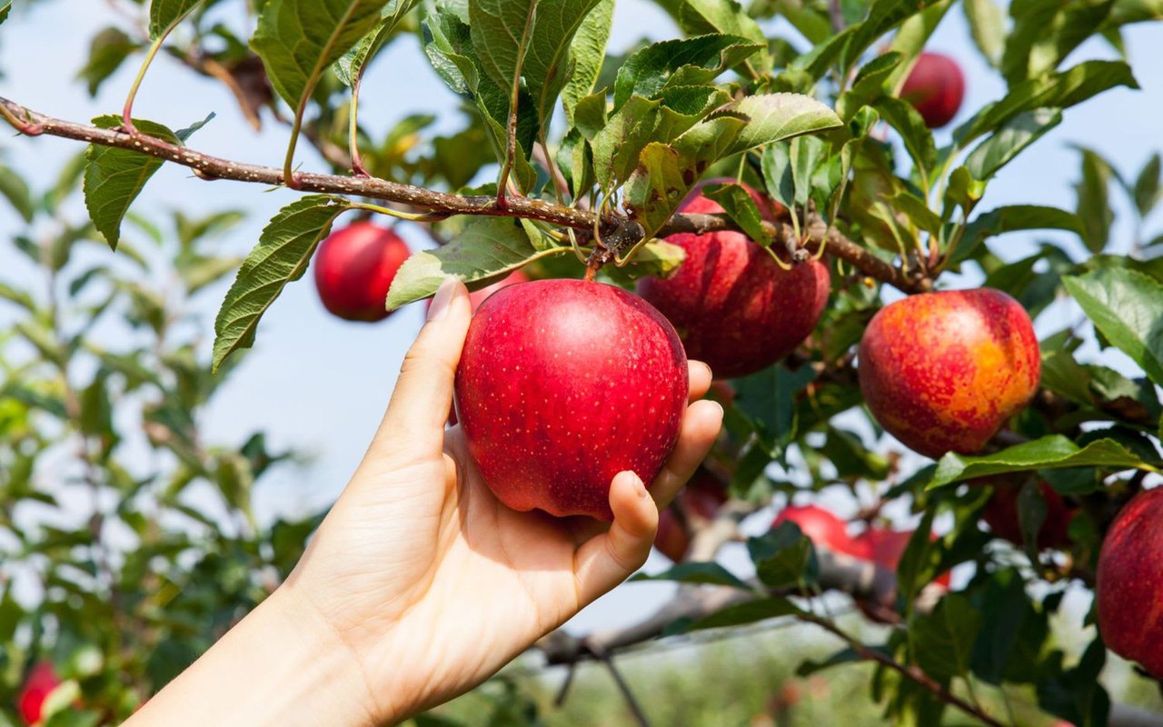 Indiana Apple Orchards