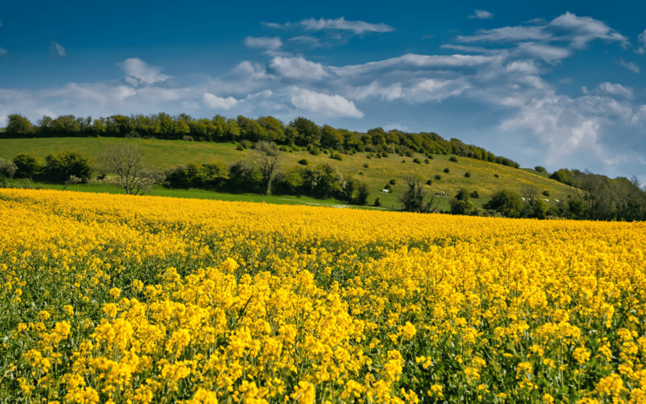 The Real Estate Market is Blooming!