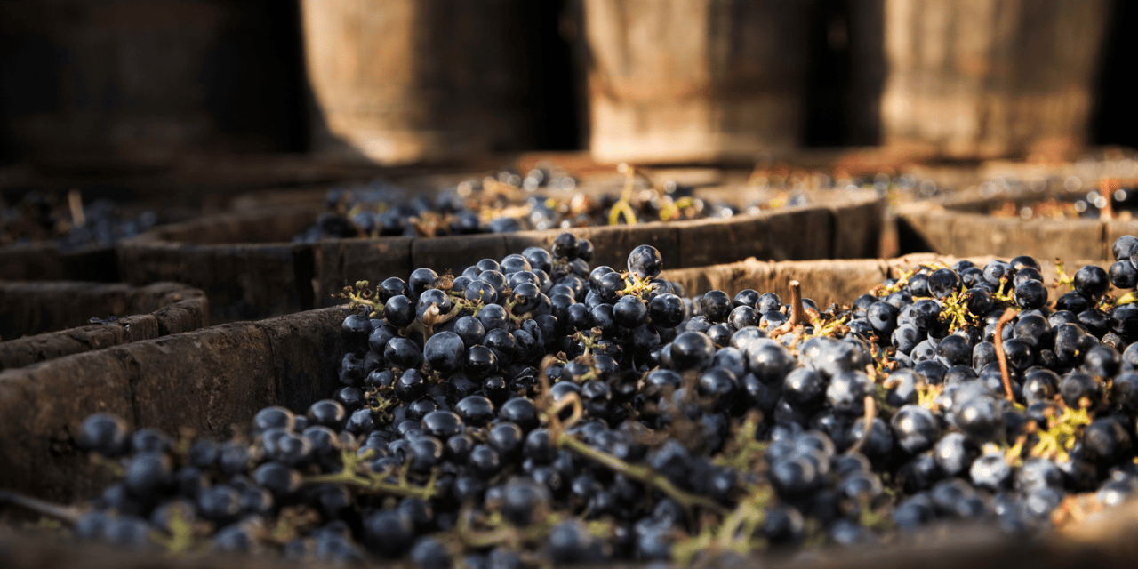 Harvest Season in Sonoma