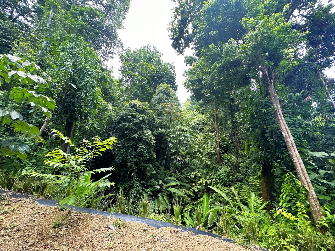5.77 Acres With 4 Building Sites. Ocean Views, Rivers And Rainforest Abound In Cinco Ventanas! Ojochal 