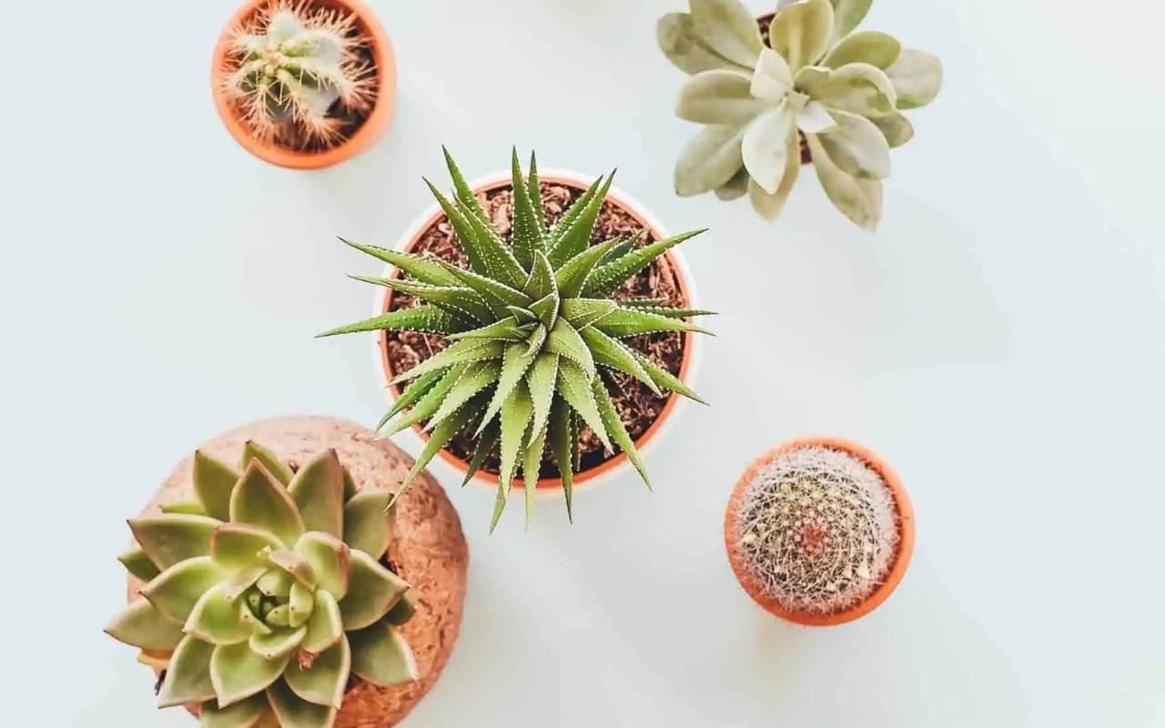 The Greenhouse: The Best Indoor Plants for Each Room