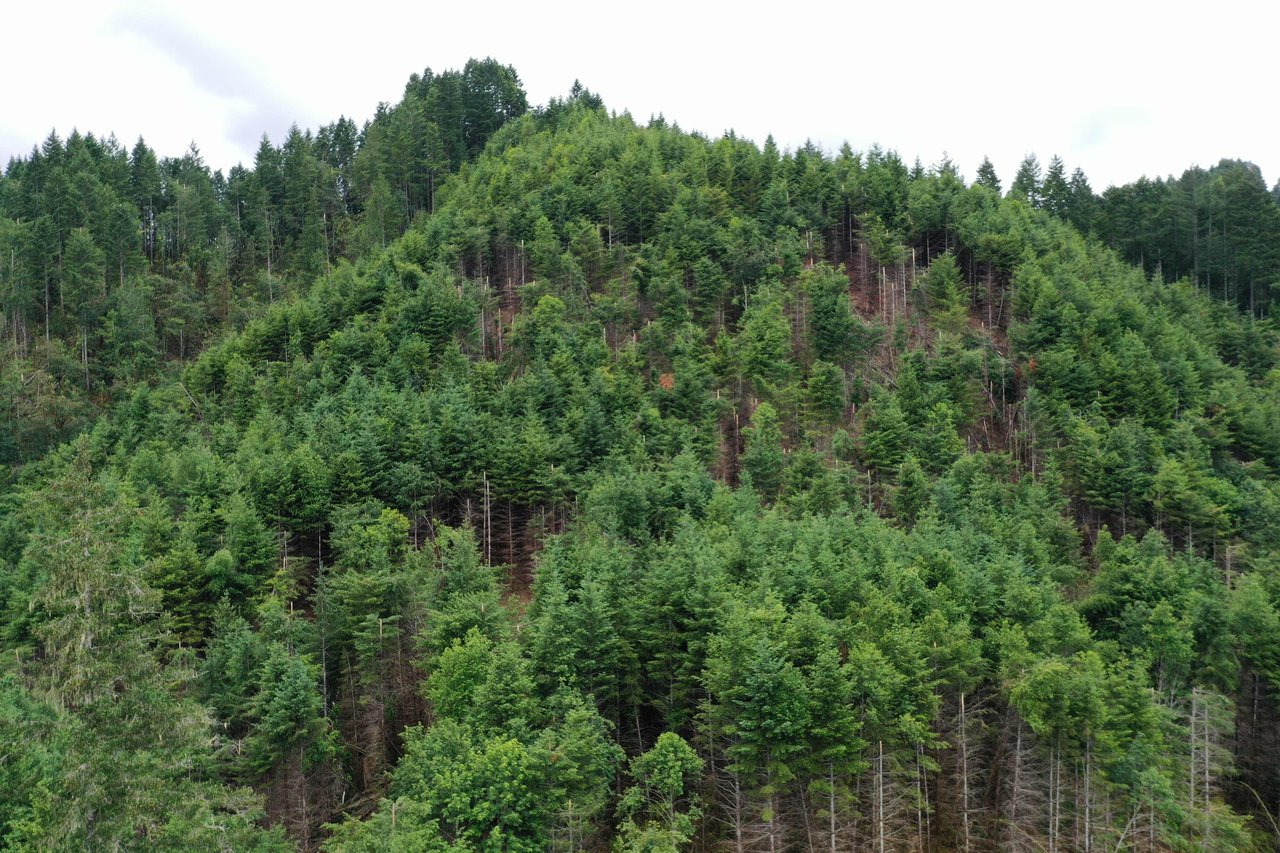 Rust Road Forest
