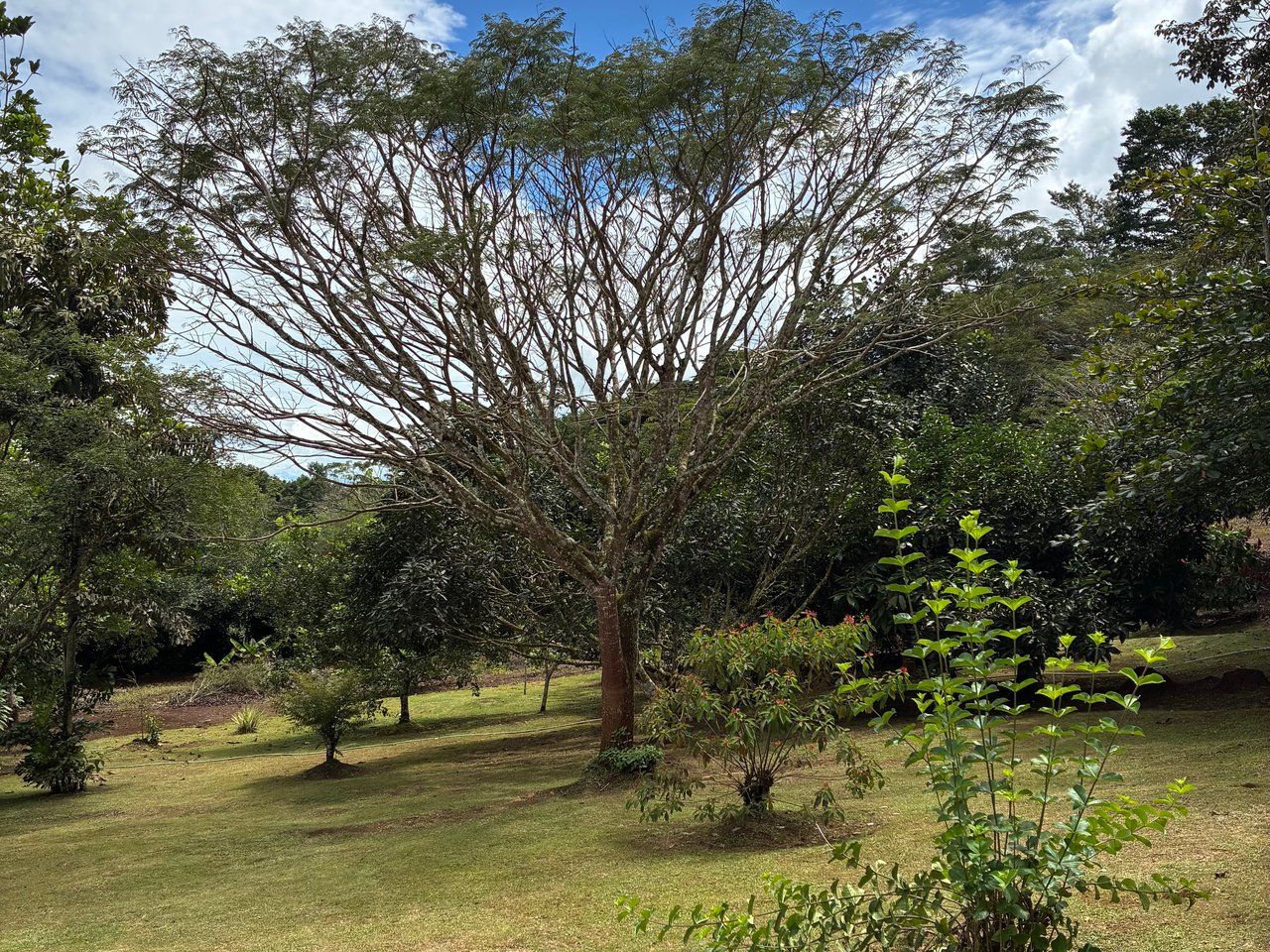 Building Lot 2O minutes from San Isidro with Fruit Trees and Views 