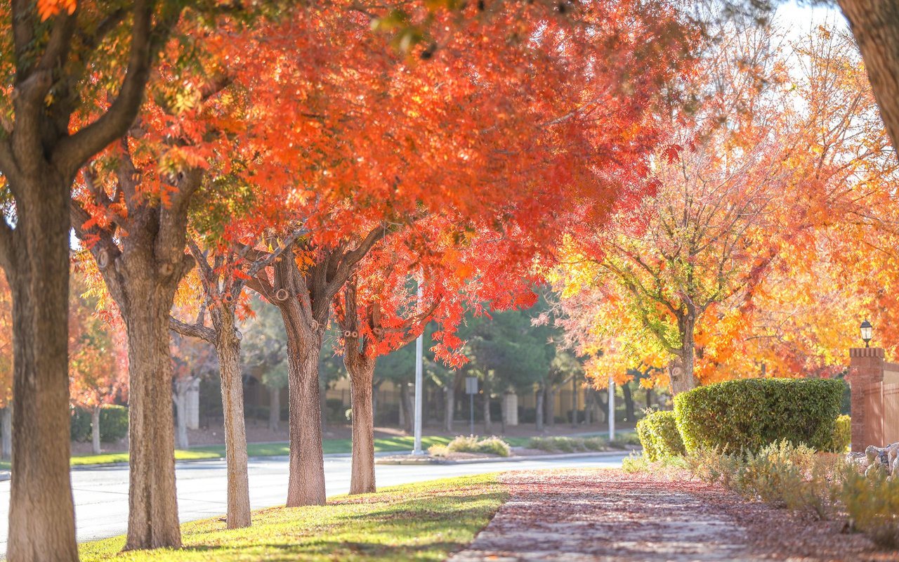 Residential street lined with vivid autumn trees and a leaf-strewn sidewalk.