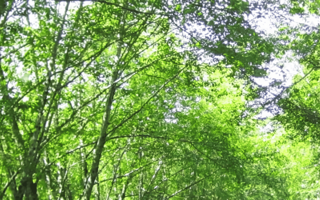 Manzanita