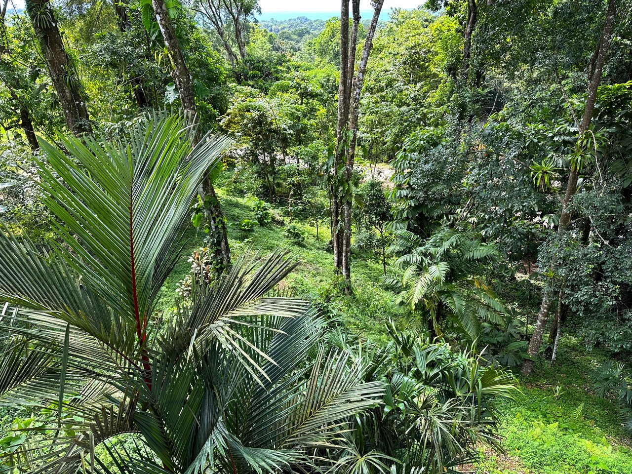FIRE SALE! Jungle, Rivers, a Waterfall and Panoramic Ocean View