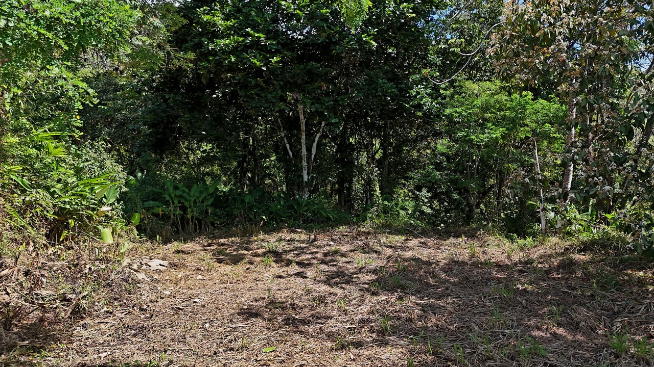 Ocean View Property with Plantel and Trails in Hatillo – Ready to Build