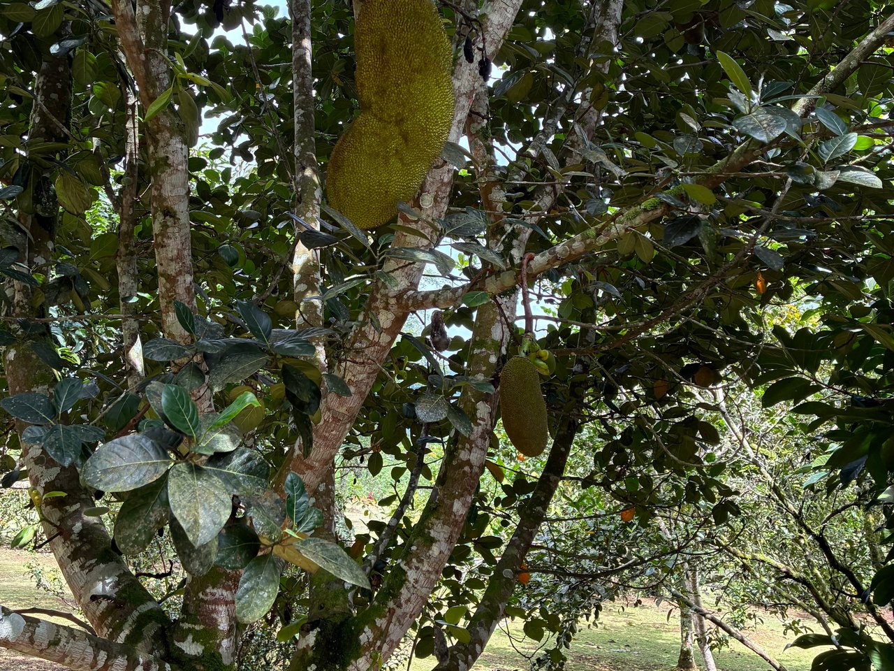 Building Lot 2O minutes from San Isidro with Fruit Trees and Views 