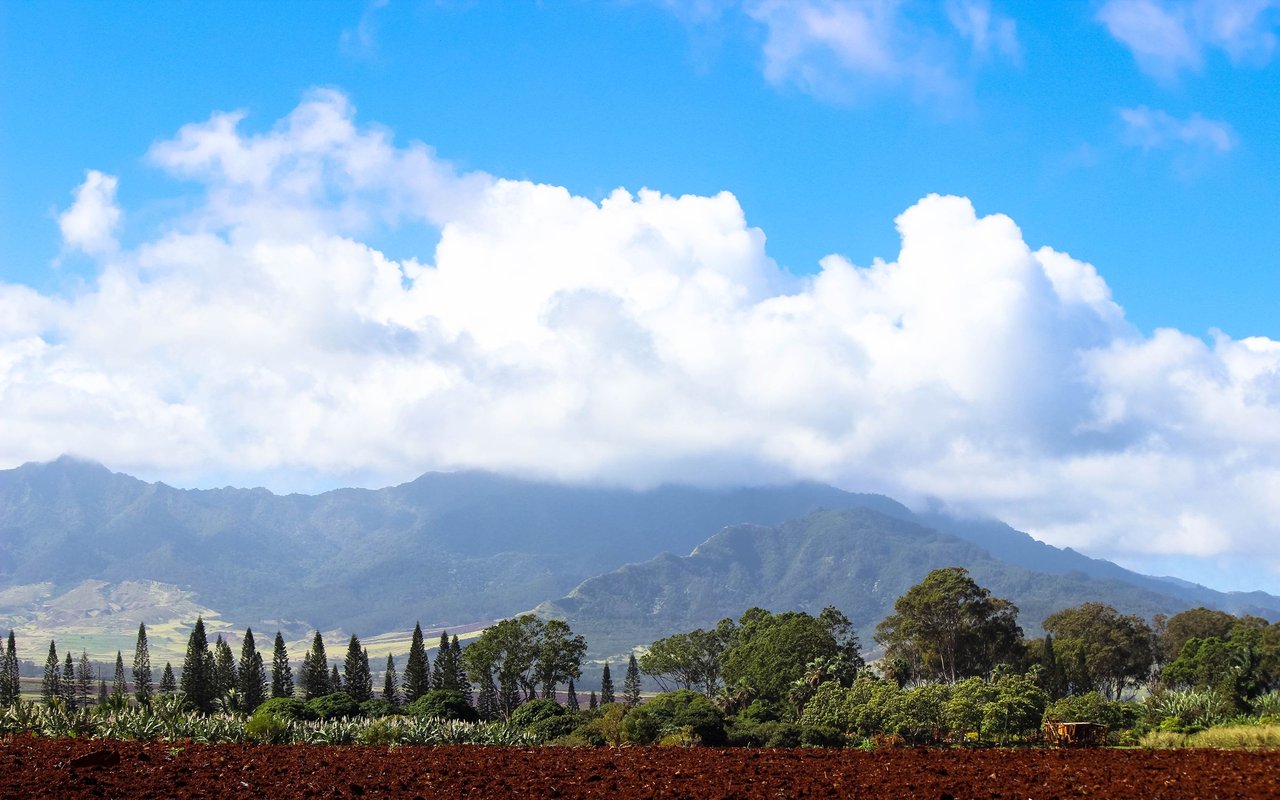 Wahiawa