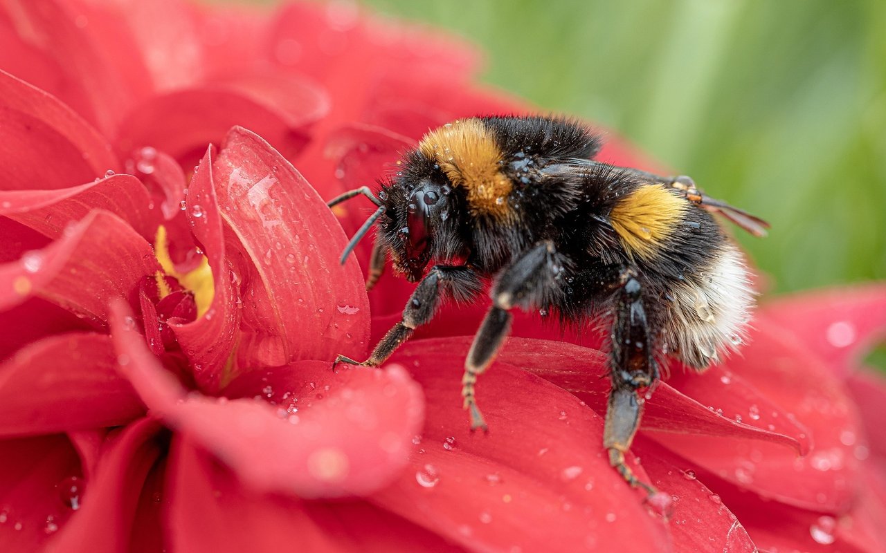 Helping Your Garden Thrive in the East Bay