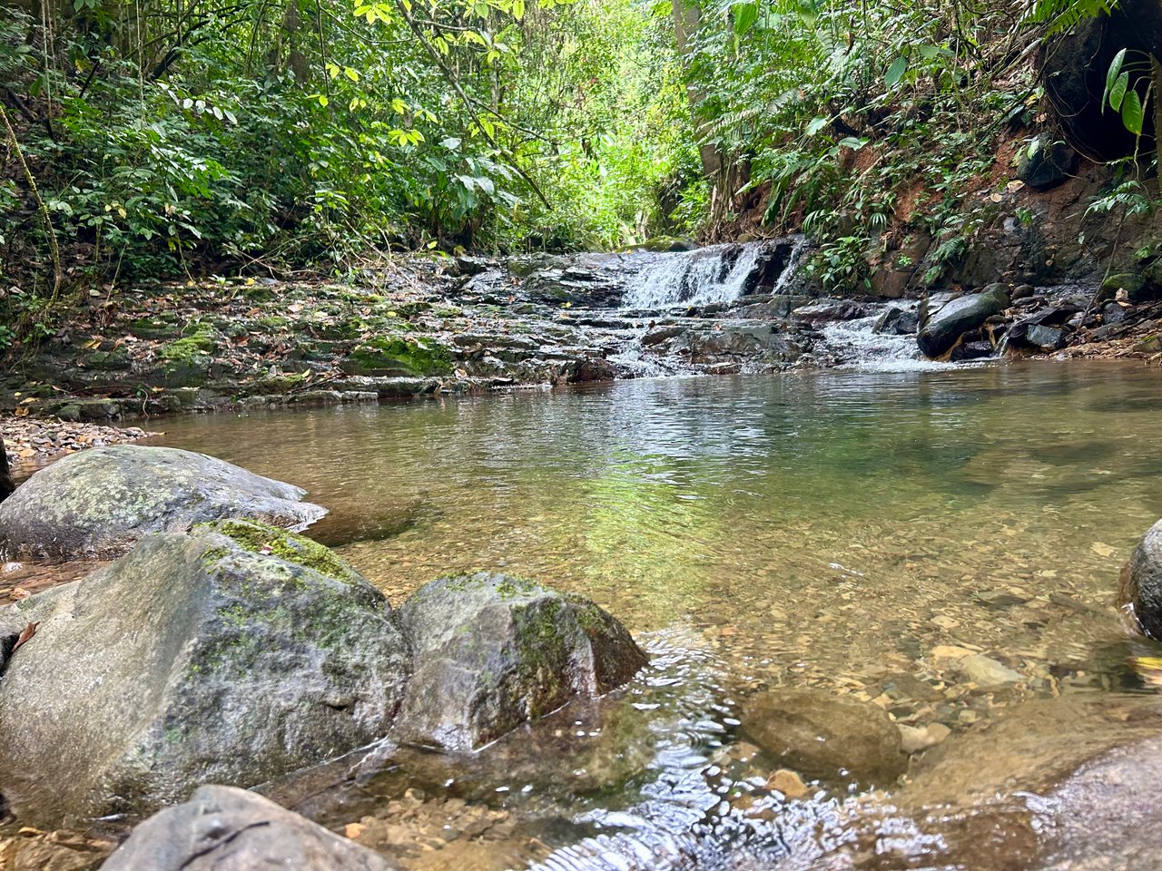 Selva Vista Estate – 5.9 Acres of Wild Beauty