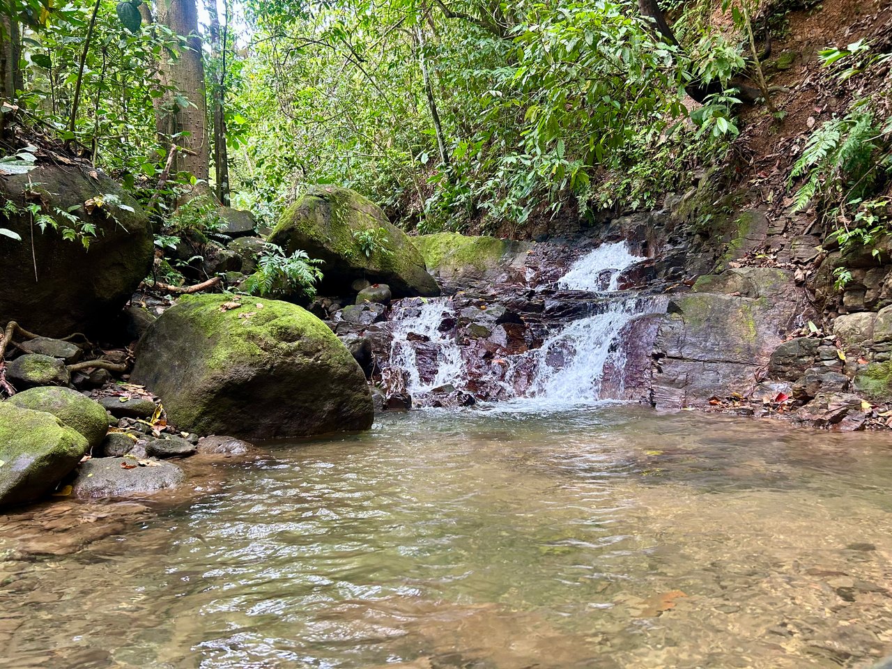 Selva Vista Estate – 5.9 Acres of Wild Beauty