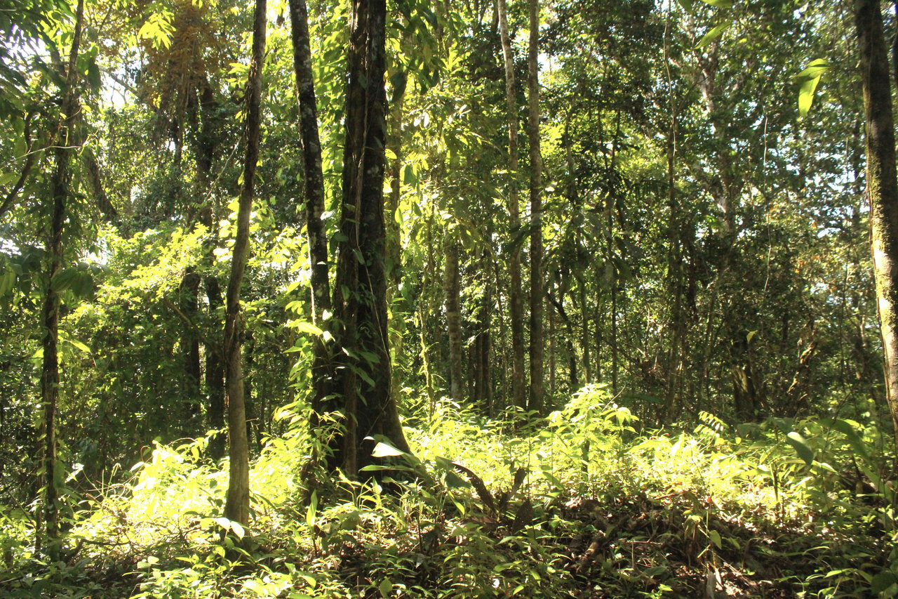 River Frontage Lot close to Uvita