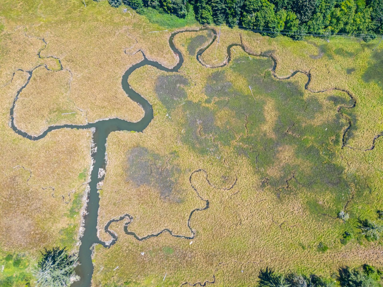 Alsea Estuary Forestland
