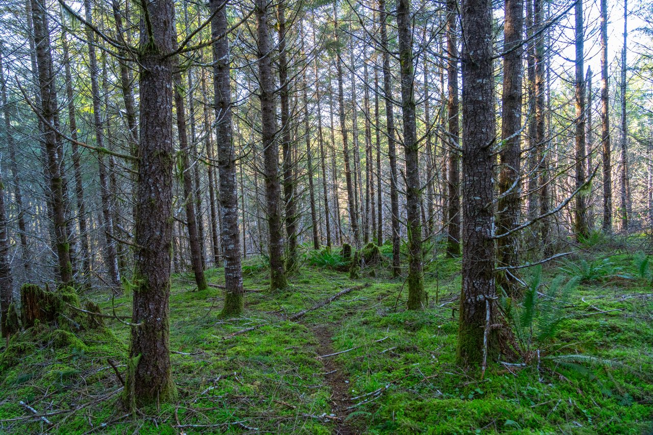 Liberty Forest Auction