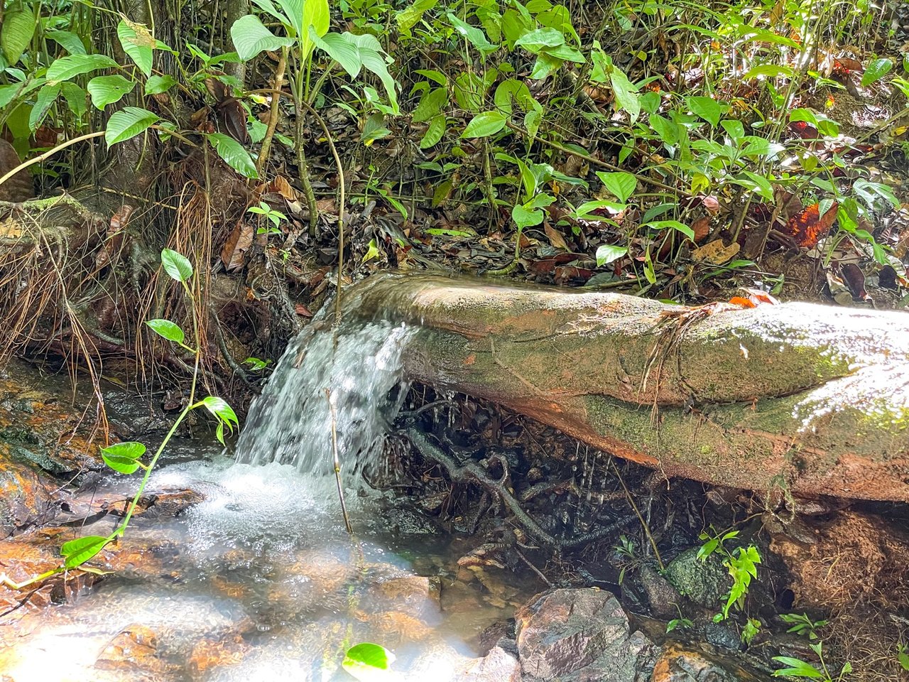 Five Star Private Rainforest Estate on Acreage with Creek