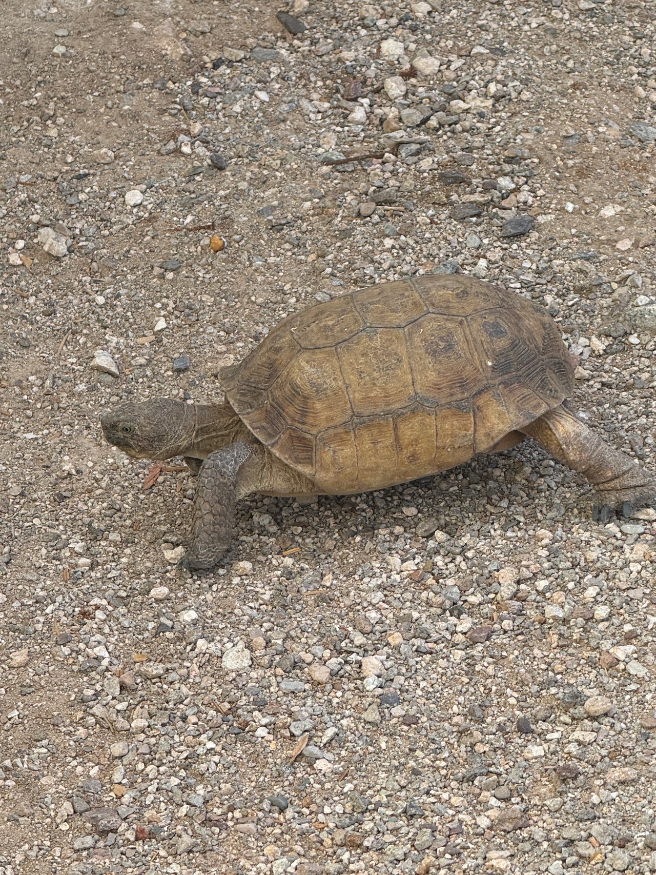 The Quiet Residents of Saguaro Ranch: Protecting the Sonoran Desert Tortoise