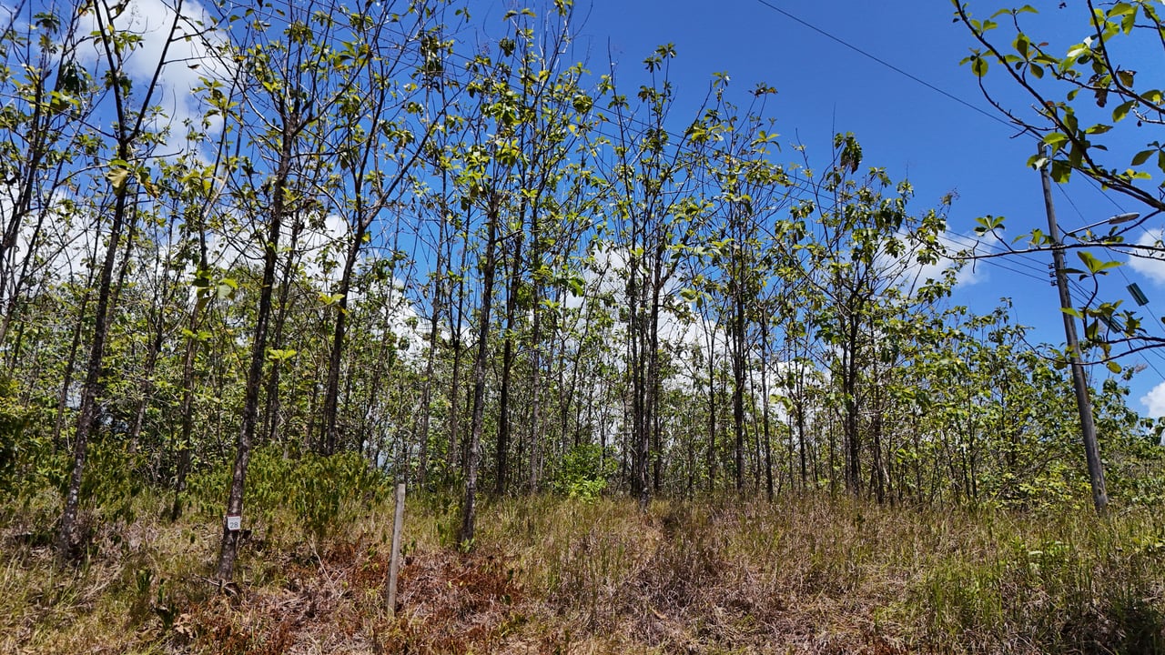 Prime 1.24-Acre Land in Matapalo / San Andrés – Ready to Build