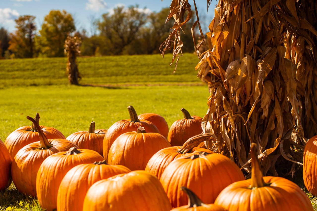 The Best Things to Do This Fall in Peterborough & The Kawarthas