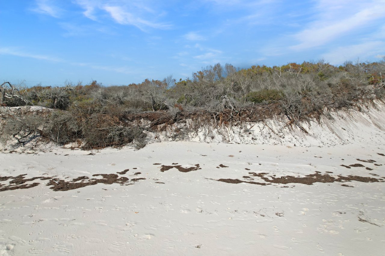 beach dunes on carrabelle, florida on dog island