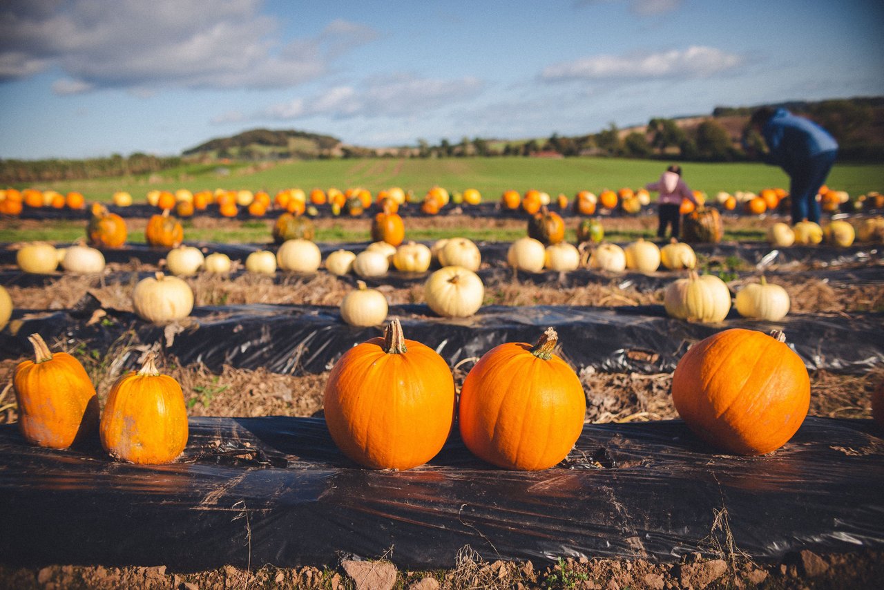 Rows of orange and pale pumpkins at a sunny farm patch, with visitors browsing in the distance.