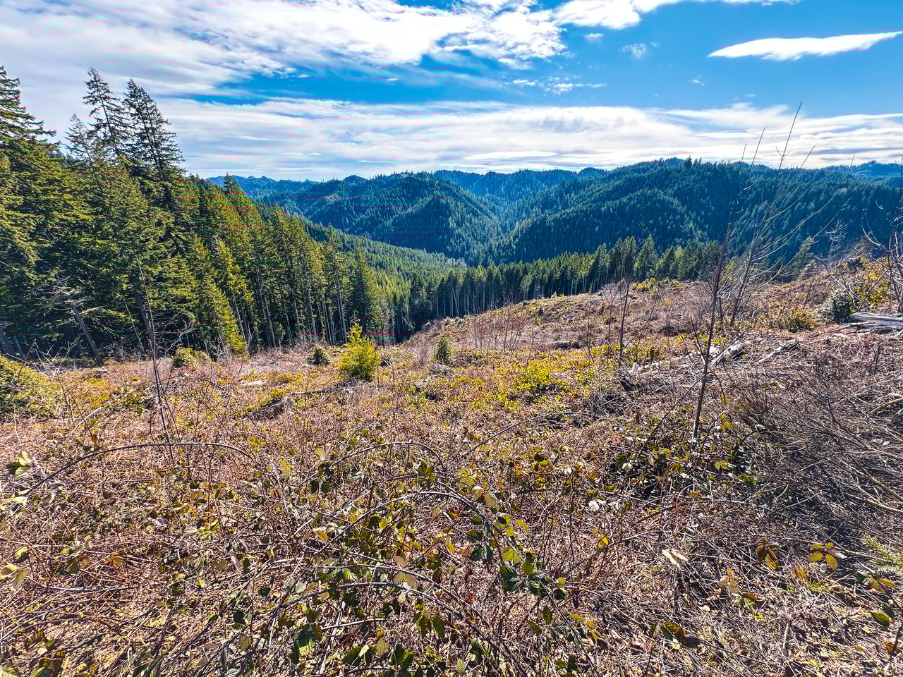 Smith River Back Woods