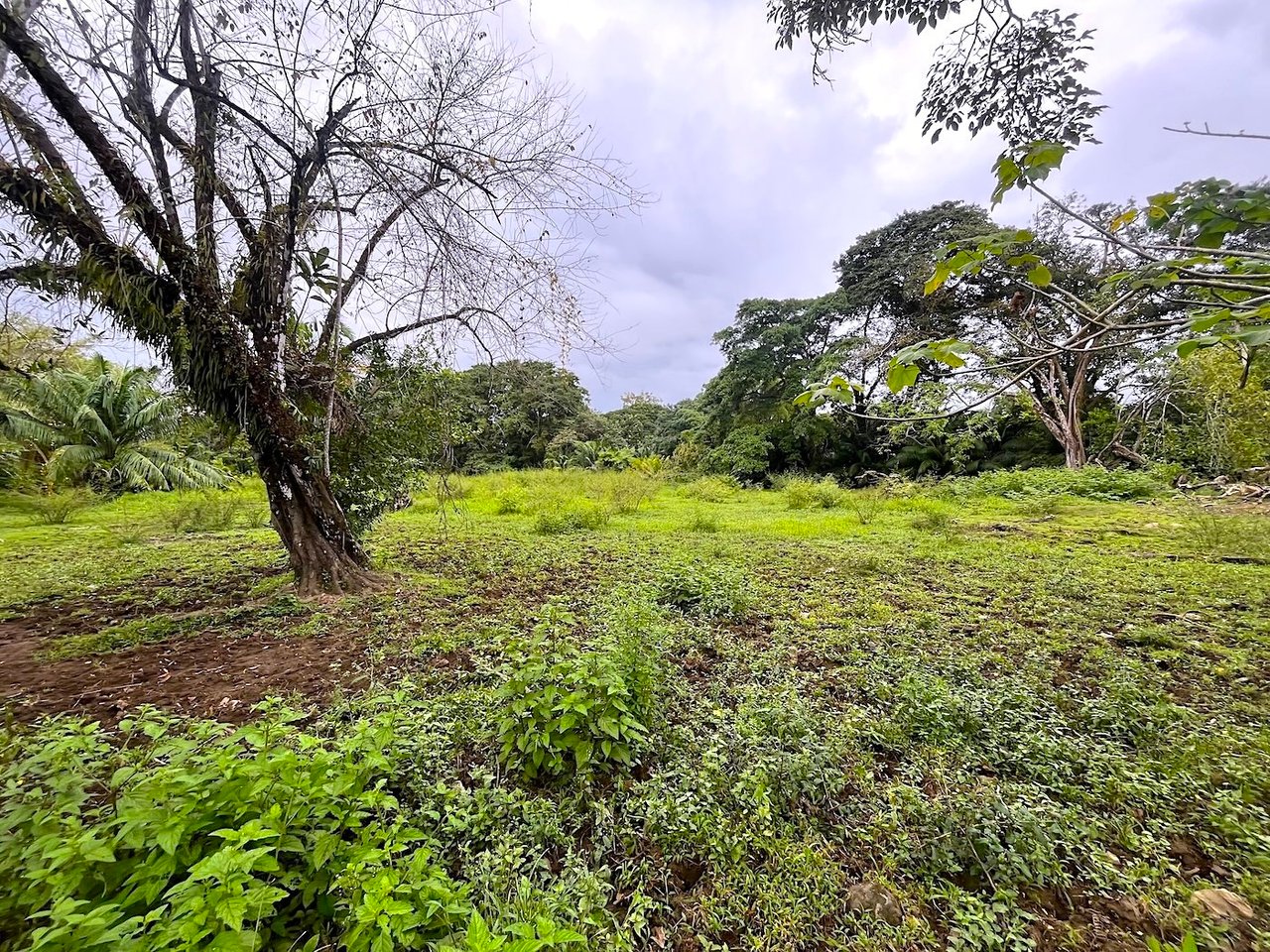 Titled Land Steps from the Beach, Uvita, Puntarenas