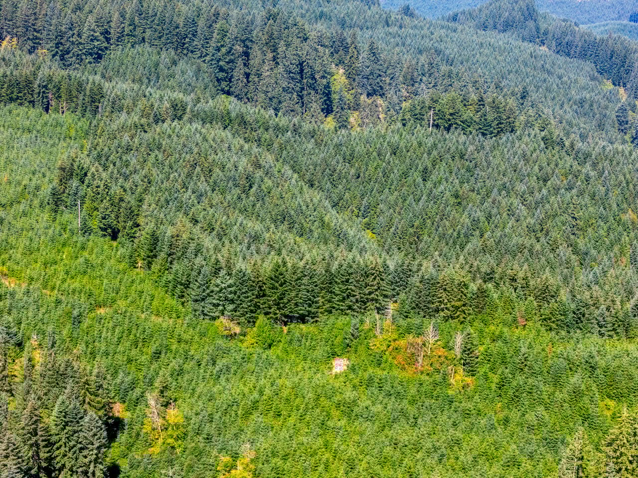 LINCOLN-HILLTOP TREEFARM Sealed Bid Offering 
