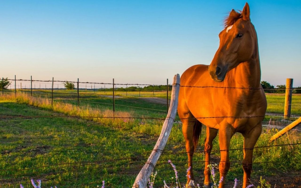 Alamo Ranch
