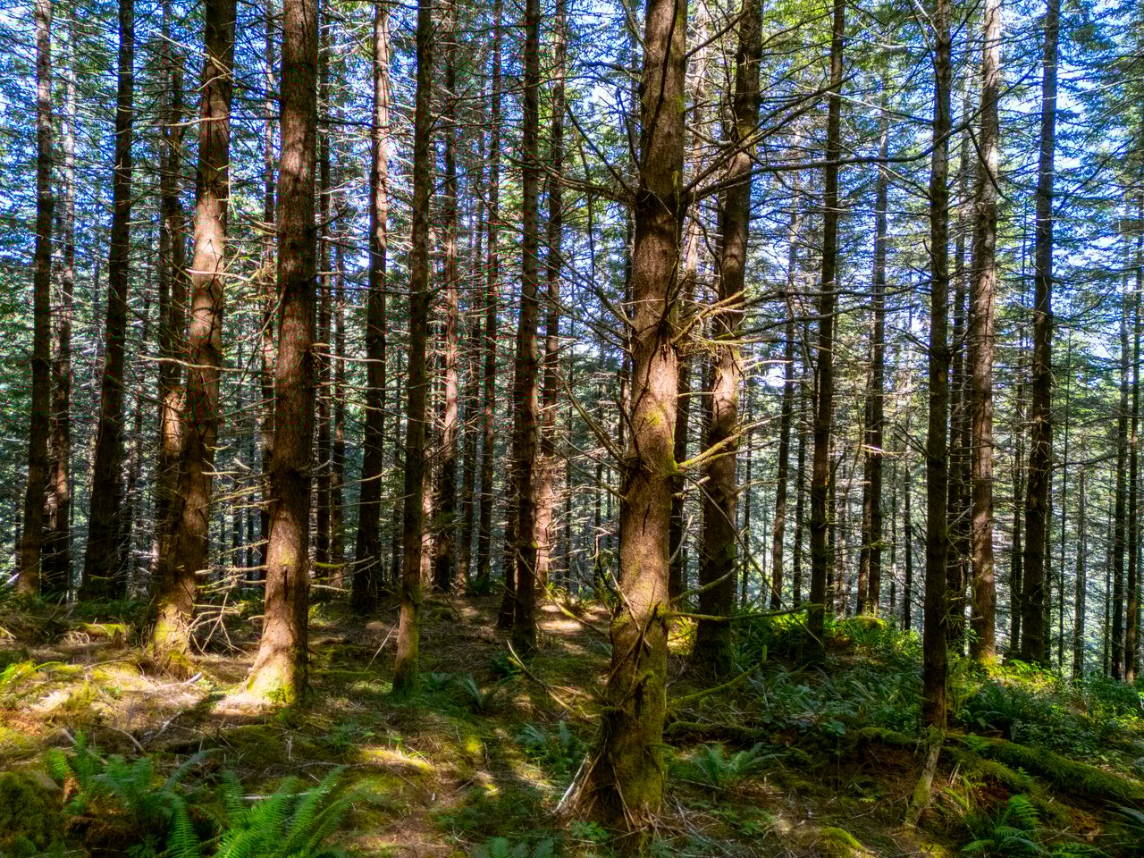 LINCOLN-HILLTOP TREEFARM Sealed Bid Offering 