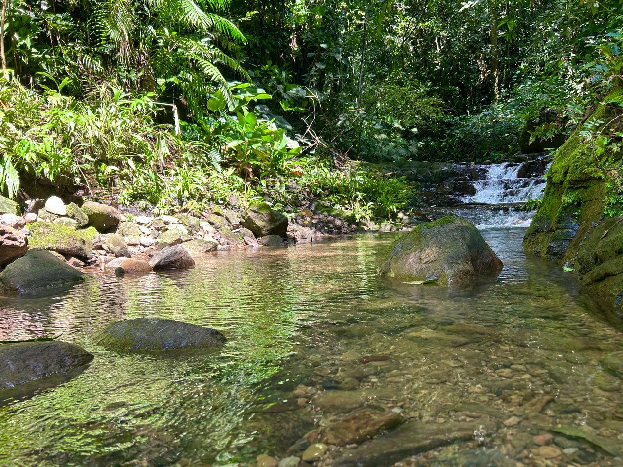 Selva Vista Estate – 5.9 Acres of Wild Beauty