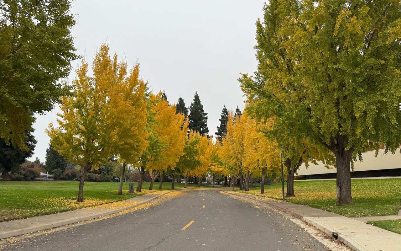 Plumas Area