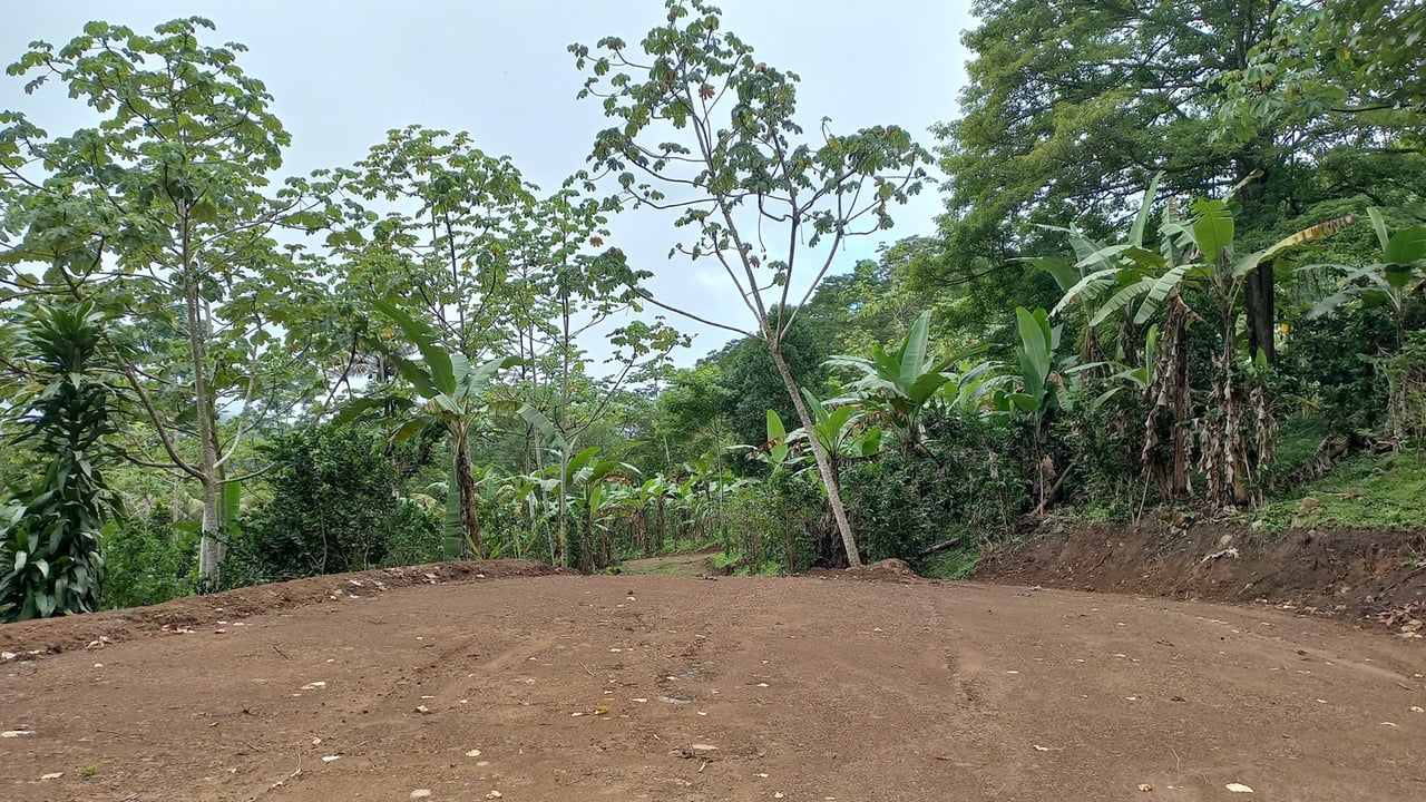 Mountain View Land with Several Building Sites and Mature Fruit Trees