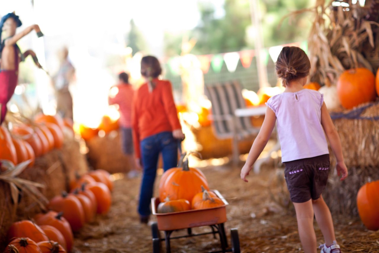 Top Pumpkin Patches A Short Drive Away