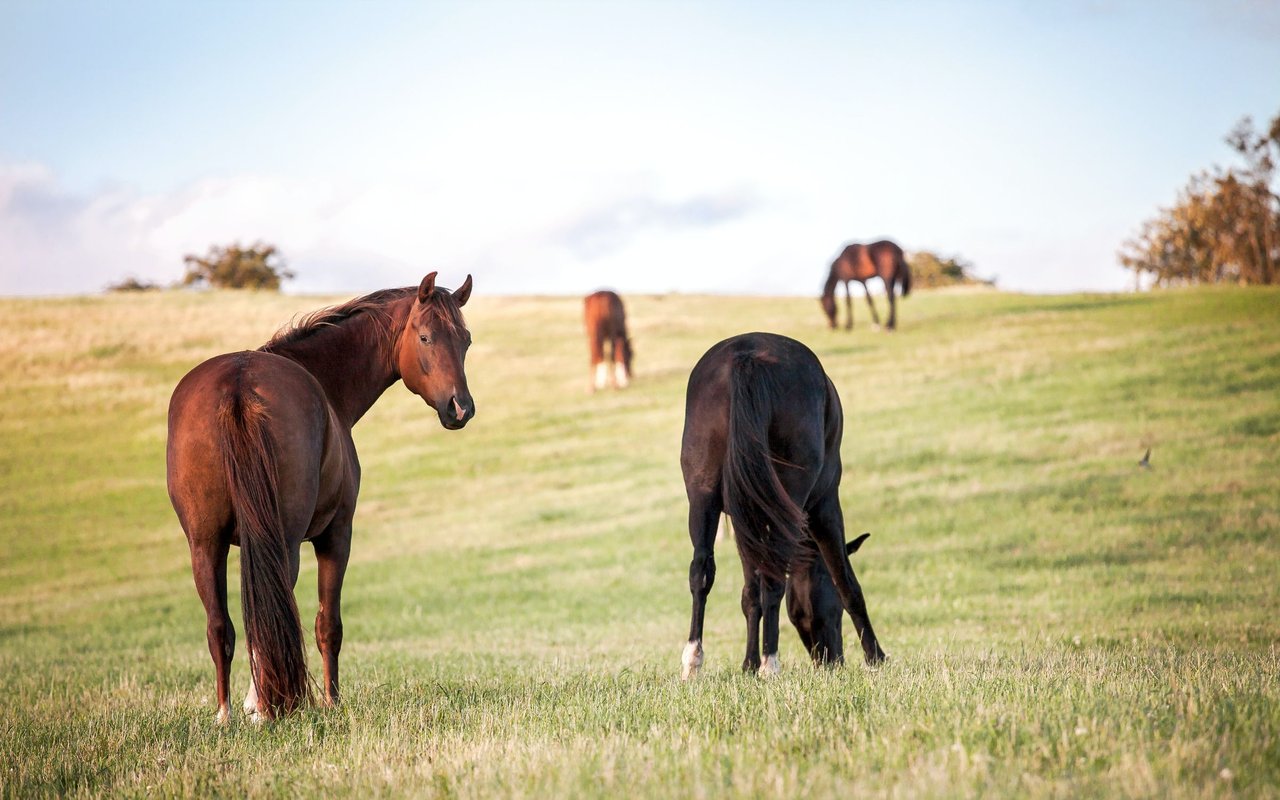 Ranch Colony