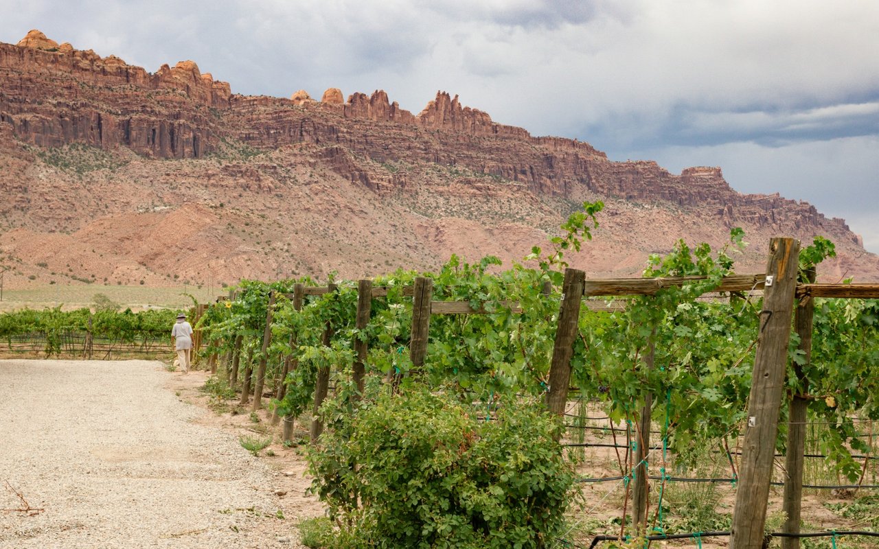 Vineyard