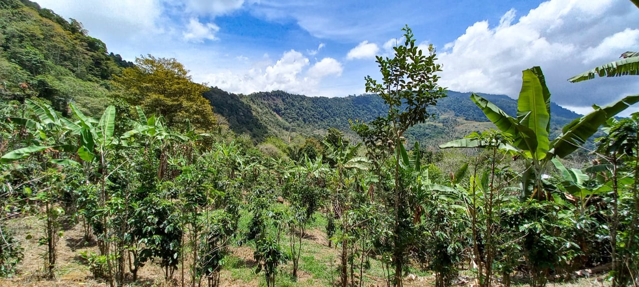 Mountain View Land with Several Building Sites and Mature Fruit Trees