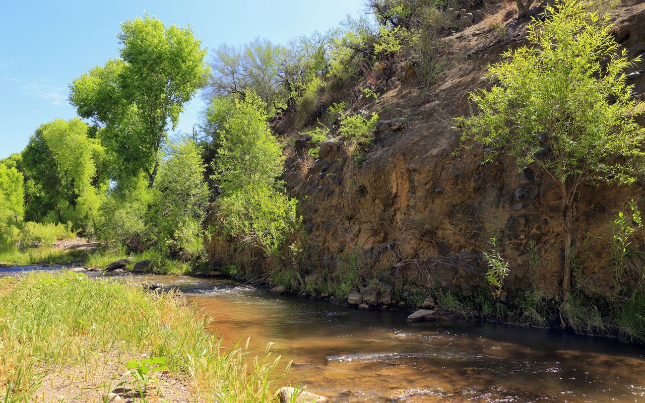 Shallow creek beside a rocky bank covered with trees and shrubs.