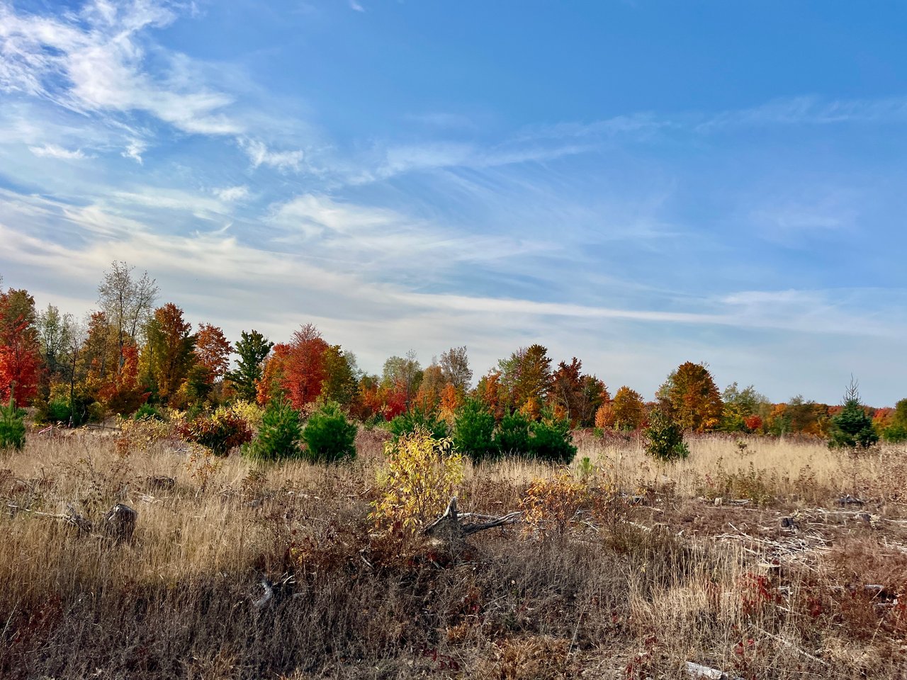 Brightland Woods