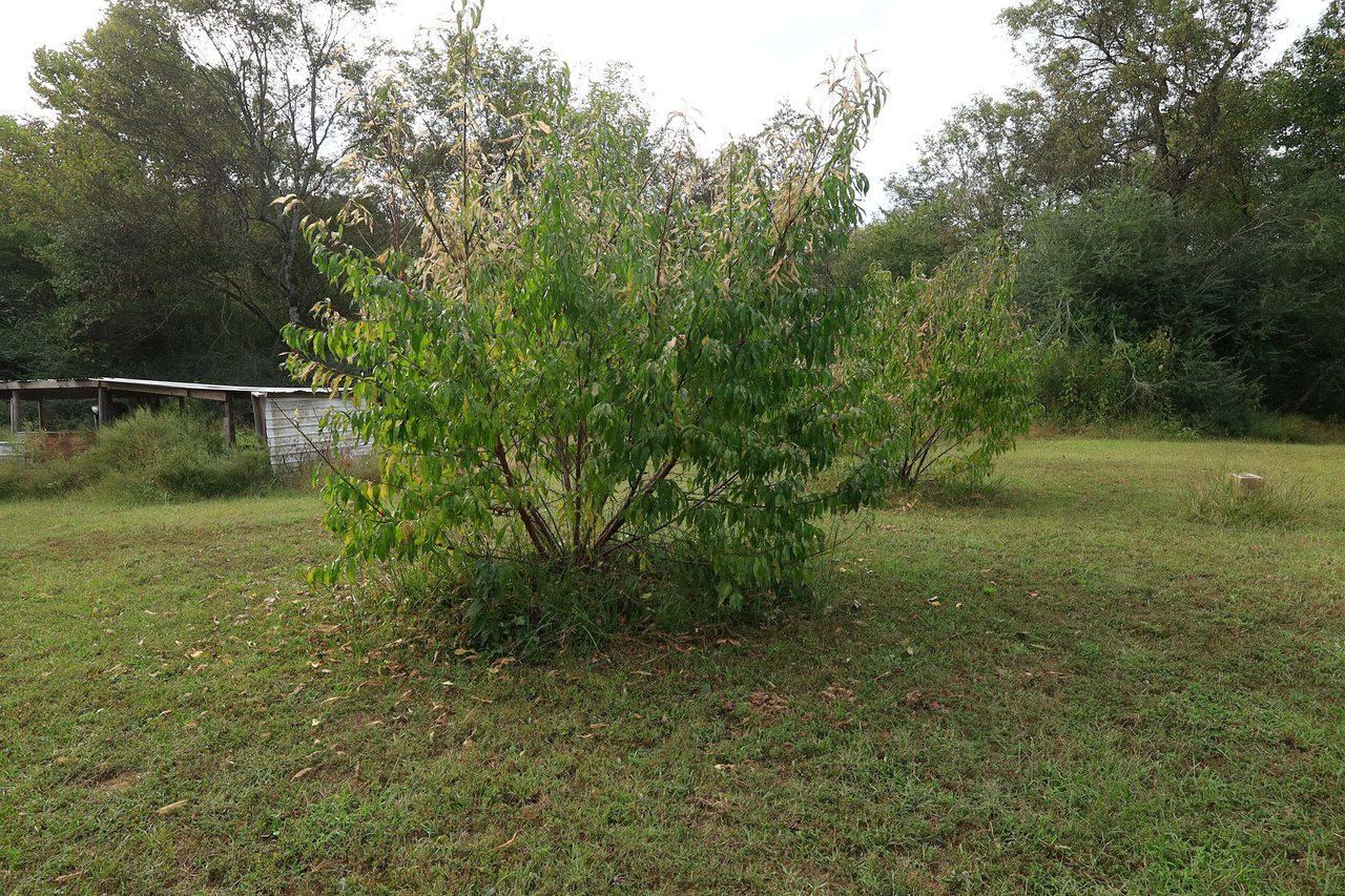 184 Peaceful Placed